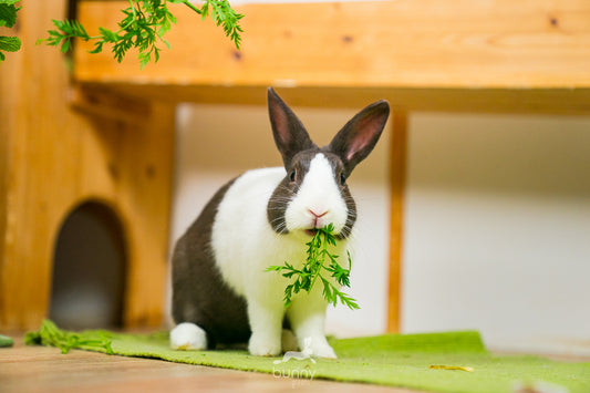 Holländerkaninchen frisst Möhrchengrün