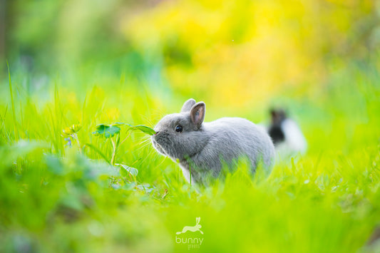 Farbenzwergkaninchen schnupppert an Wildkräutern