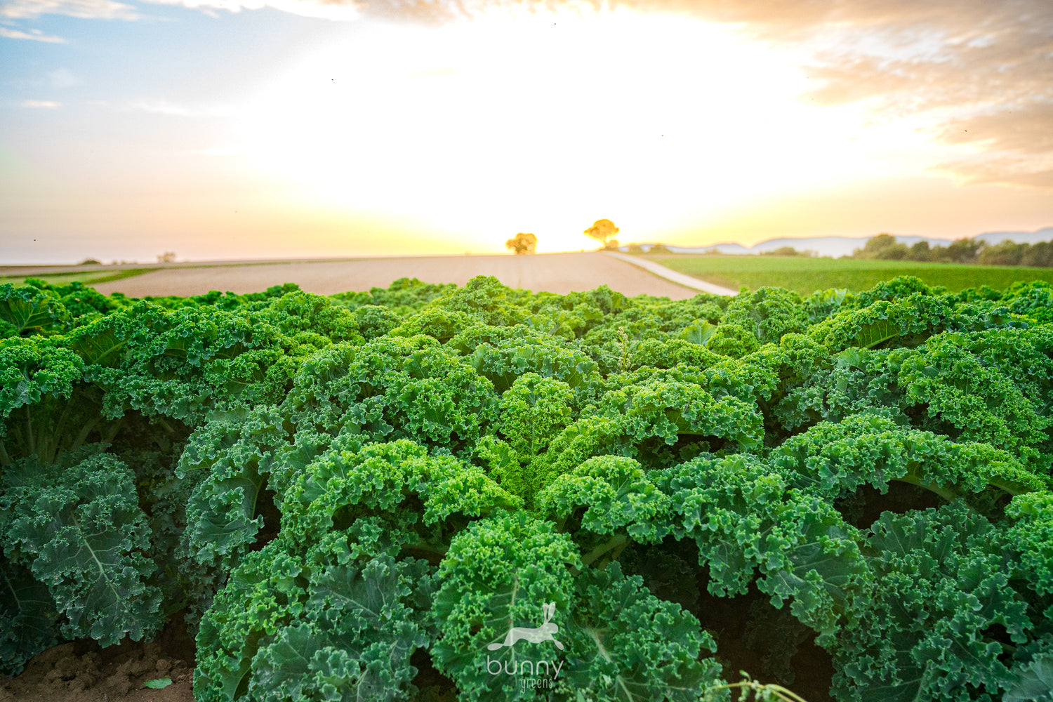 Grünkohl im Sonnenuntergang in der Pfalz