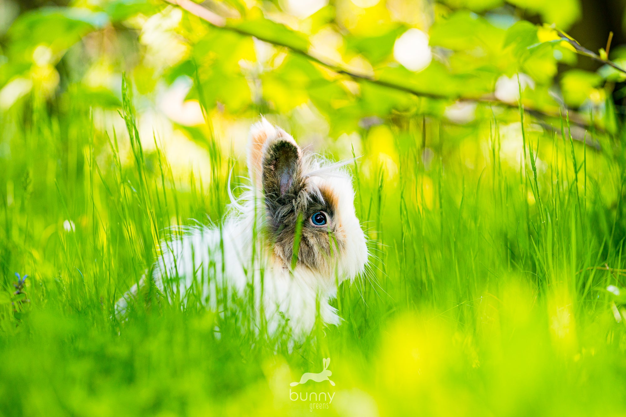 Löwenkopfkaninchen in Wiese sitzend