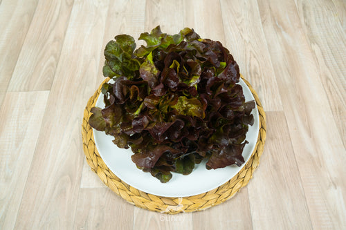 Eichblattsalat frisch lagern