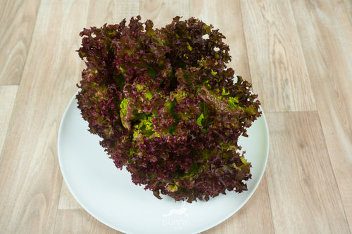 Lollo Rosso frisch lagern