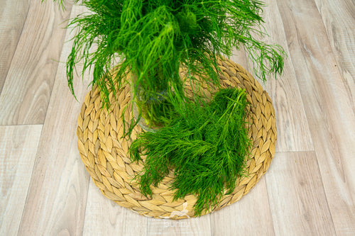 Dill frisch lagern