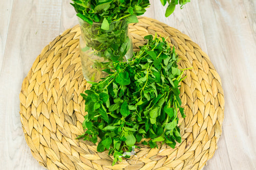 Oregano frisch lagern