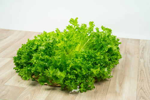 Frisée frisch lagern