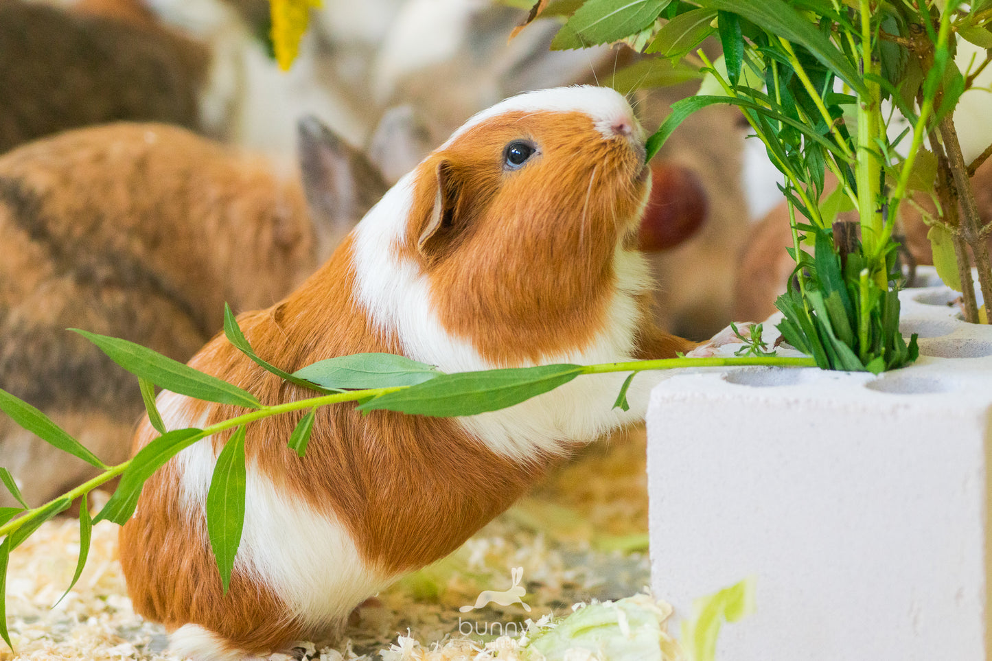 Greenbox - Meerispezial ohne Kohl