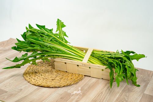 Löwenzahnsalat frisch lagern