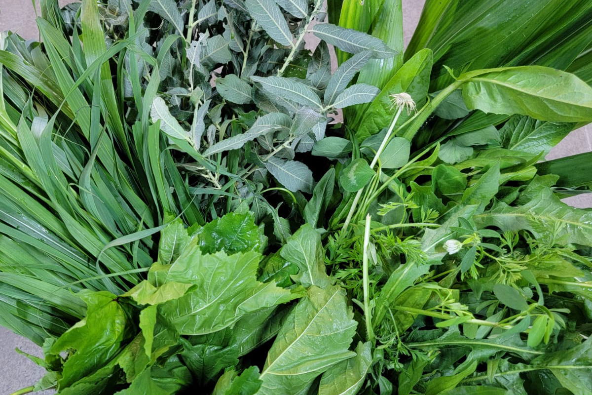 Greenbox - Naturgrün