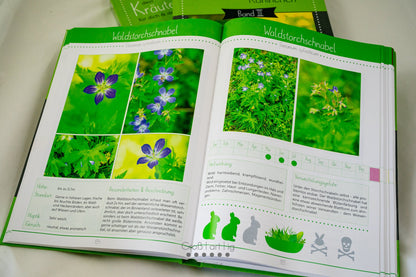 Kräuterguide Band III Beispielseite Waldstorchschnabel