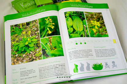 Kräuterguide Band III Beispielseite Waldschlüsselblume