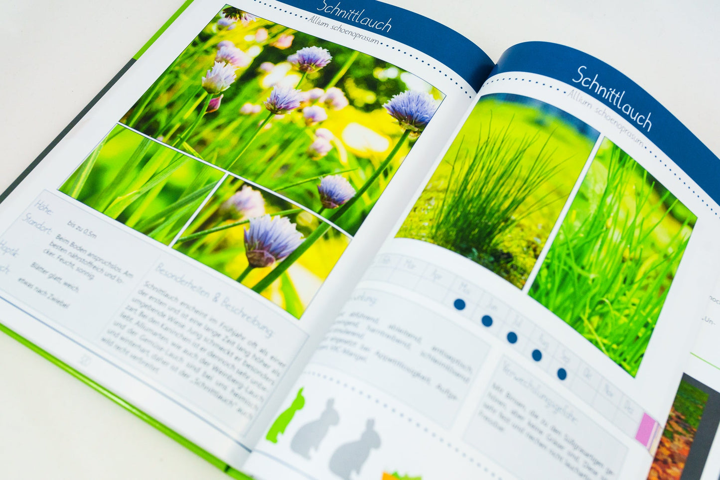 Kräuterguide Band II Beispielseite Küchenkräuterspezial Schnittlauch